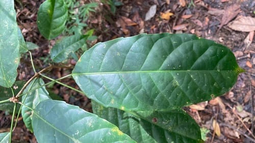 Pimelodendron amboinicum (Mamina tree) — photo