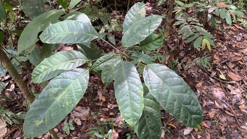 Pimelodendron amboinicum