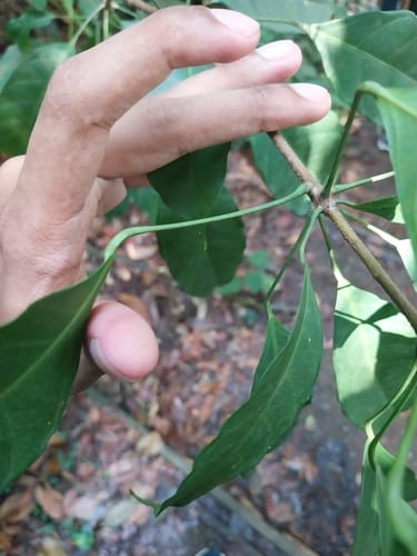 Pimelodendron griffithianum — photo