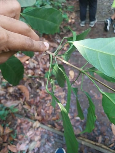 Pimelodendron griffithianum — photo
