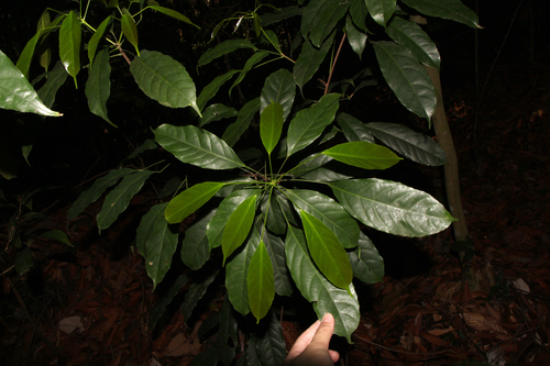 Pimelodendron griffithianum