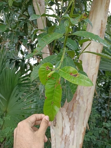Pimenta dioica (Allspice Tree) — photo