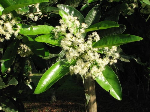 Pimenta dioica (Allspice Tree) — photo