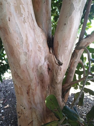 Pimenta racemosa (Bay tree) — photo