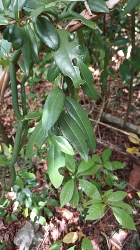 Pimenta racemosa (Bay tree) — photo