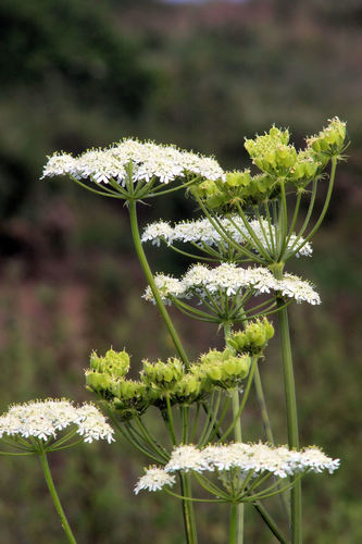 Pimpinella anisum (Anise) — photo