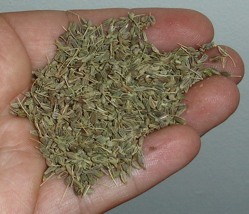 Pimpinella anisum (Anise) — photo