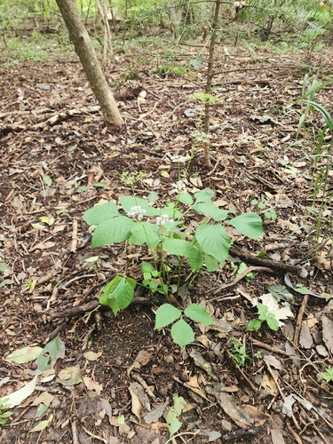 Pimpinella brachycarpa