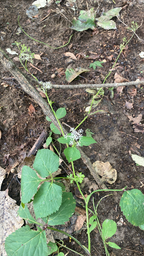 Pimpinella brachycarpa — photo