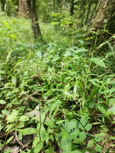 Pimpinella brachycarpa — photo