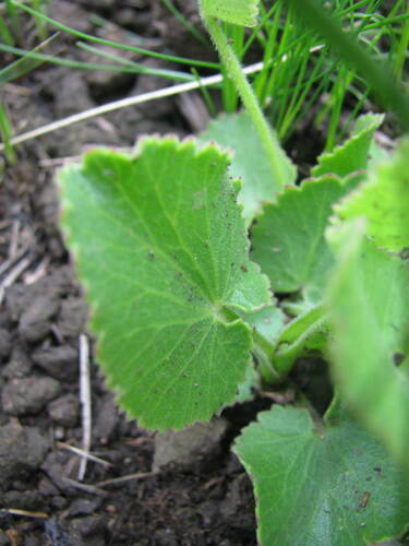 Pimpinella caffra — photo