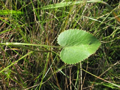 Pimpinella caffra — photo