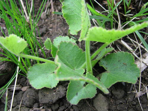 Pimpinella caffra
