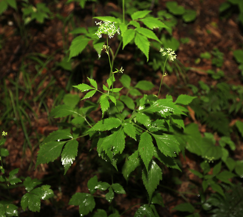 Pimpinella calycina