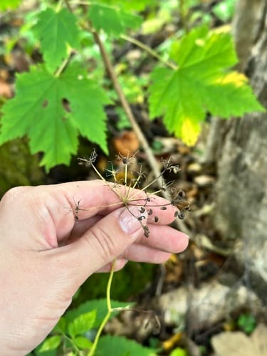 Pimpinella calycina — photo