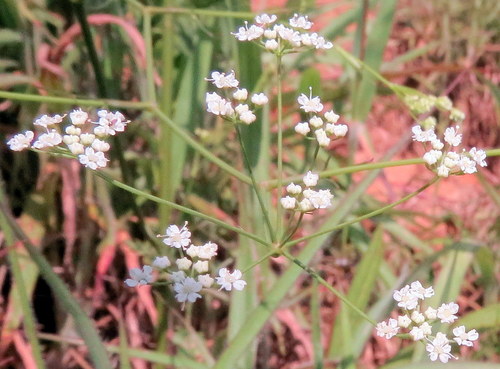 Pimpinella heyneana — photo