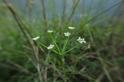 Pimpinella heyneana — photo
