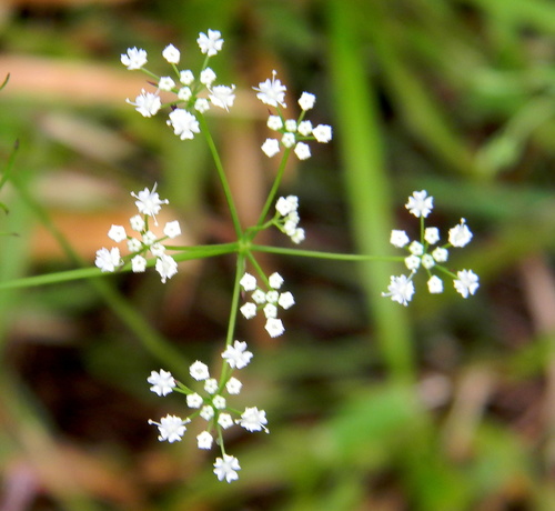 Pimpinella heyneana