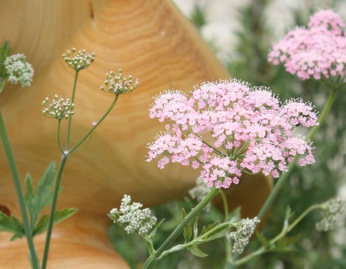 Pimpinella major (Great burnet-saxifrage) — photo