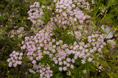 Pimpinella major