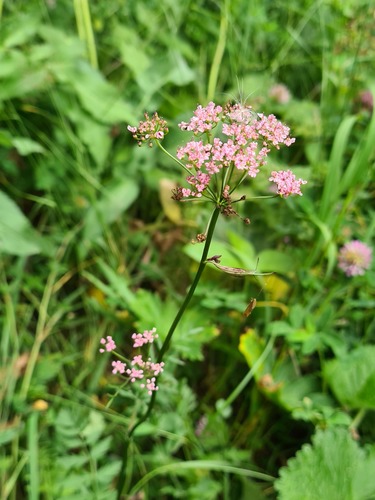 Pimpinella rhodantha — photo