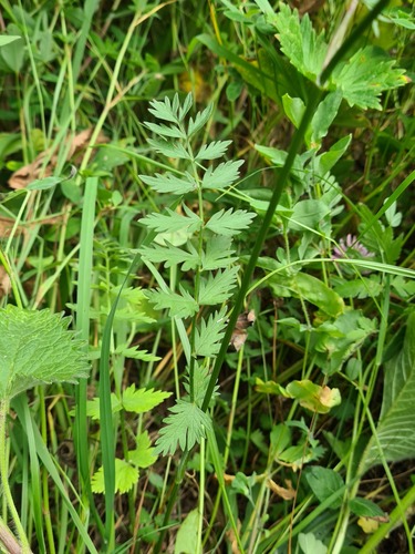 Pimpinella rhodantha — photo
