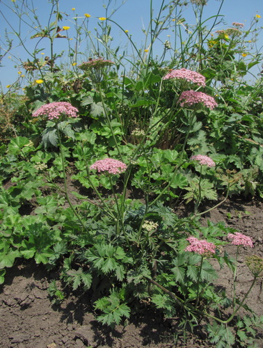 Pimpinella rhodantha