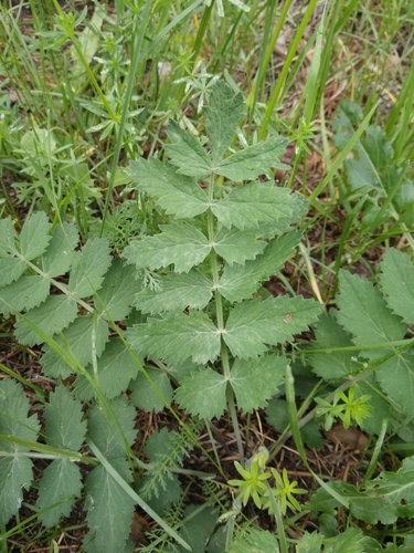 Pimpinella saxifraga (Burnet saxifrage) — photo