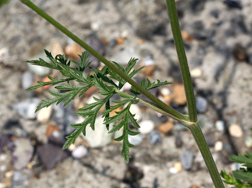 Pimpinella saxifraga (Burnet saxifrage) — photo
