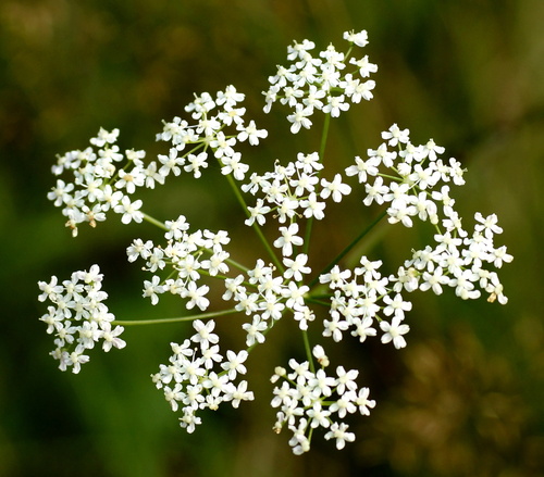 Pimpinella saxifraga