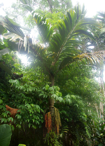 Pinanga batanensis (Dapiau) — photo