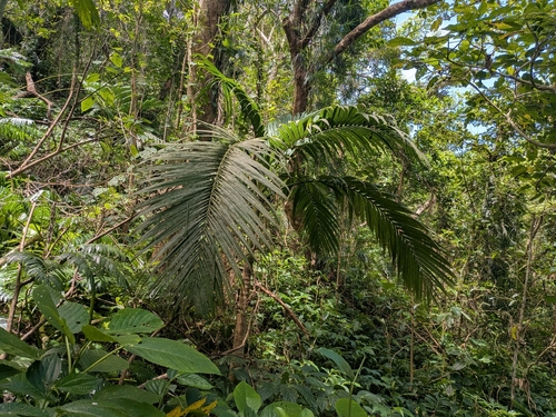 Pinanga batanensis (Dapiau) — photo