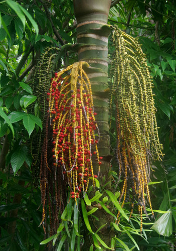 Pinanga batanensis