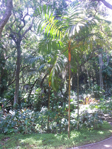 Pinanga caesia (Blue palm) — photo