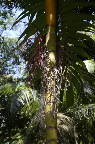 Pinanga caesia