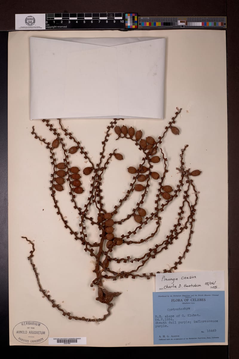 Pinanga caesia (Blue palm) — photo