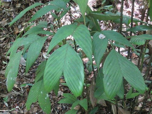 Pinanga capitata