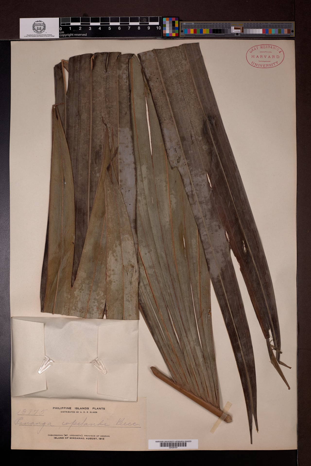 Pinanga copelandii