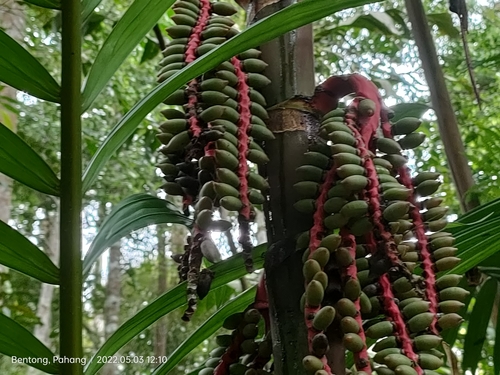 Pinanga coronata (Ivory crown palm) — photo