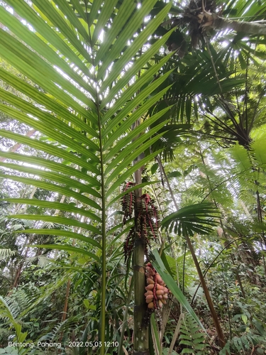 Pinanga coronata (Ivory crown palm) — photo