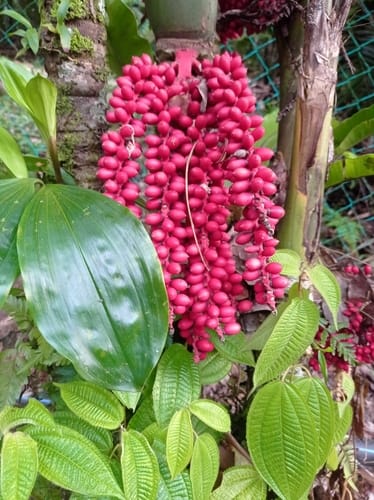 Pinanga crassipes — photo