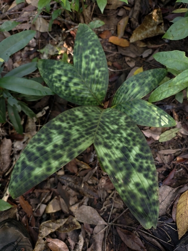 Pinanga curranii