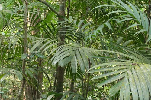 Pinanga dicksonii (Dickson palm) — photo