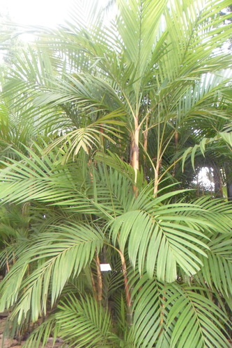 Pinanga dicksonii