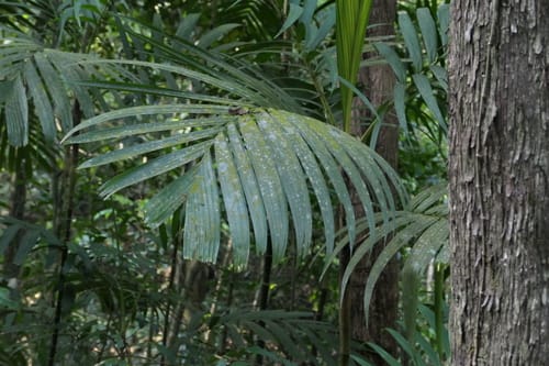 Pinanga dicksonii (Dickson palm) — photo