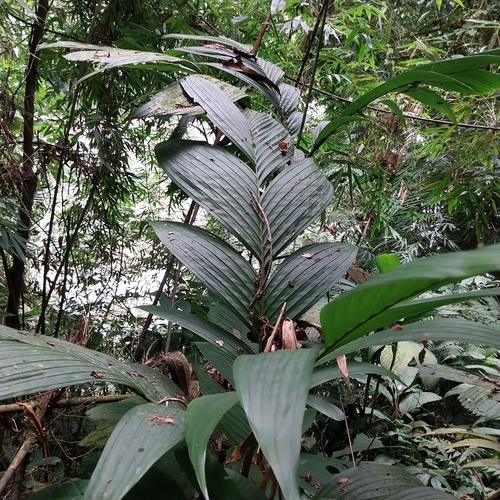 Pinanga gracilis