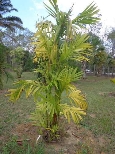 Pinanga maculata