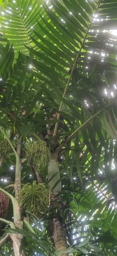 Pinanga manii — photo