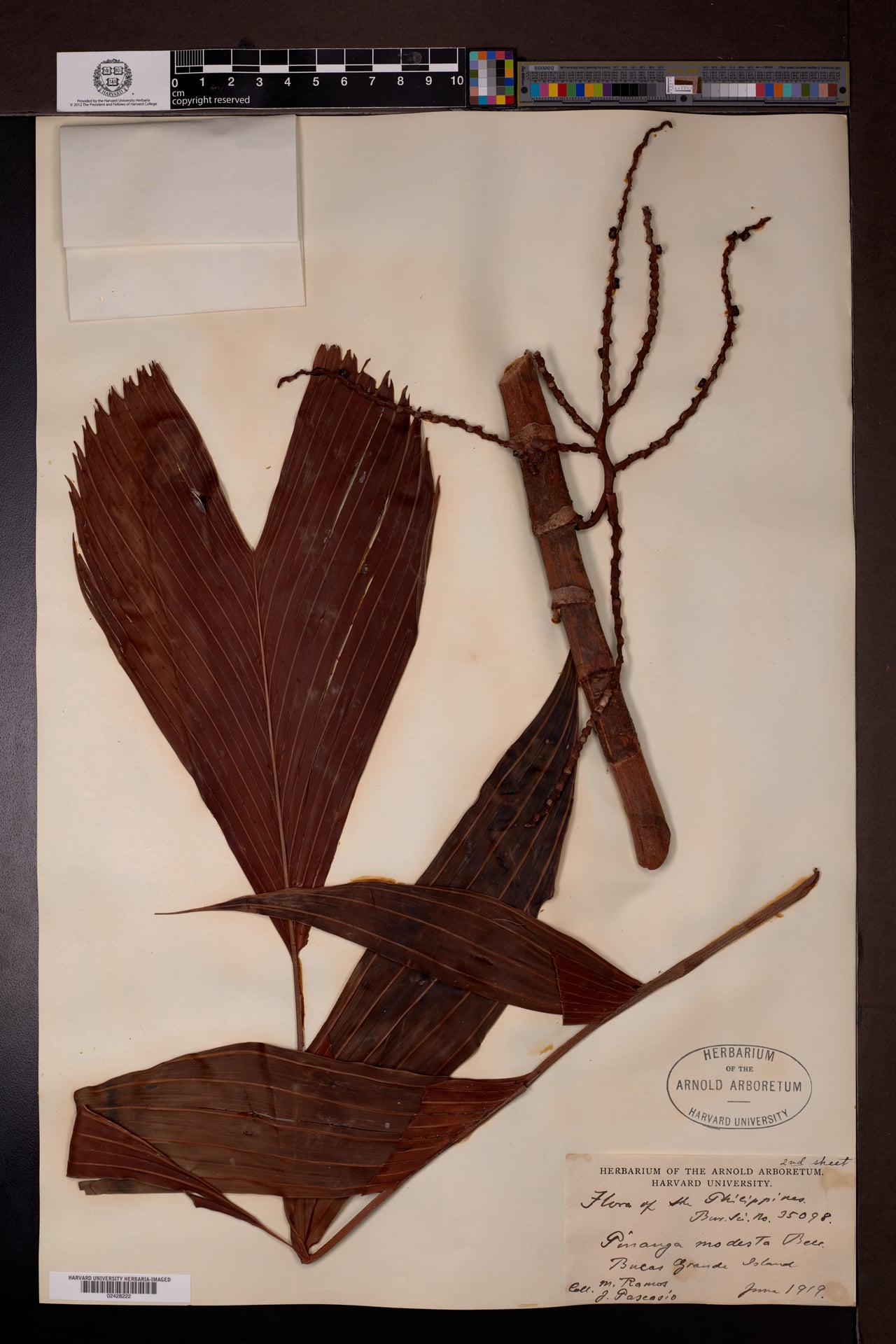 Pinanga modesta (Lampigi) — photo