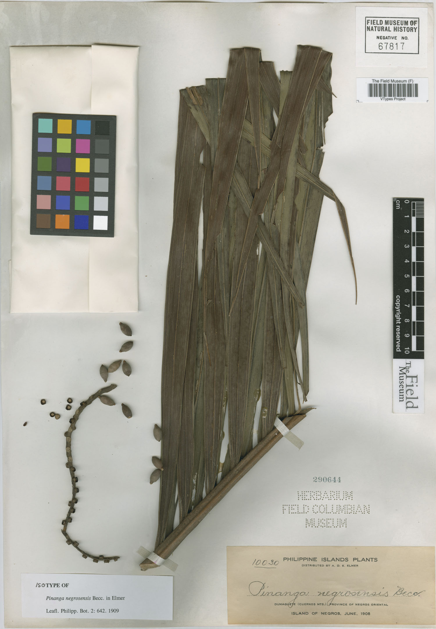 Pinanga negrosensis (Negros abiki) — photo